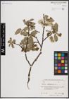 Foto von Salix caprea L.